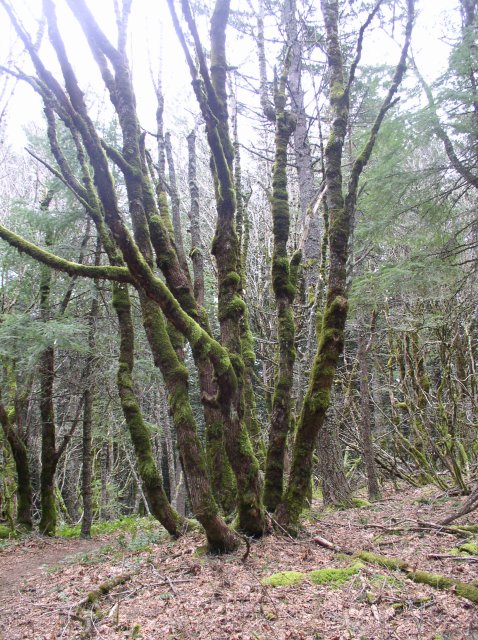 3.24.06 Dog Mountain 051 